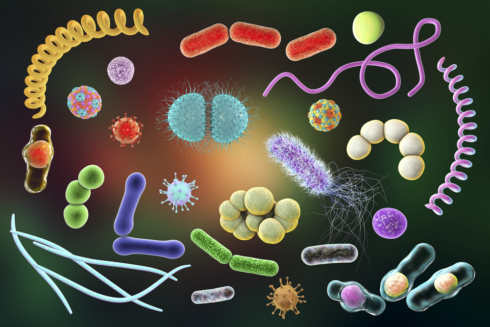 бактерии, передающиеся половым путем