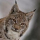 Lynx
