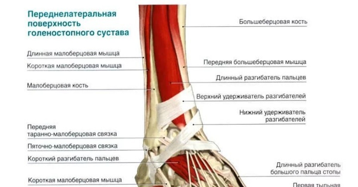 Голеностоп это где у человека фото признаки и лечение