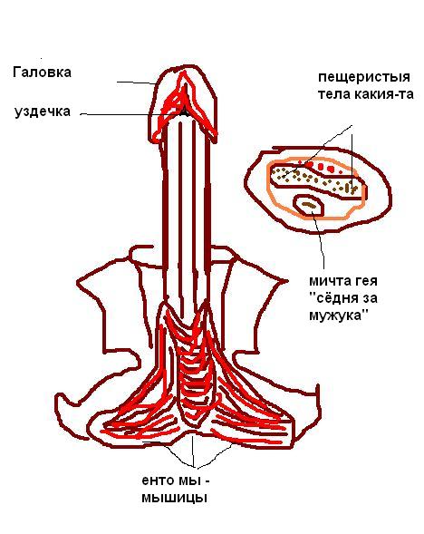 Хуй Это Мышца