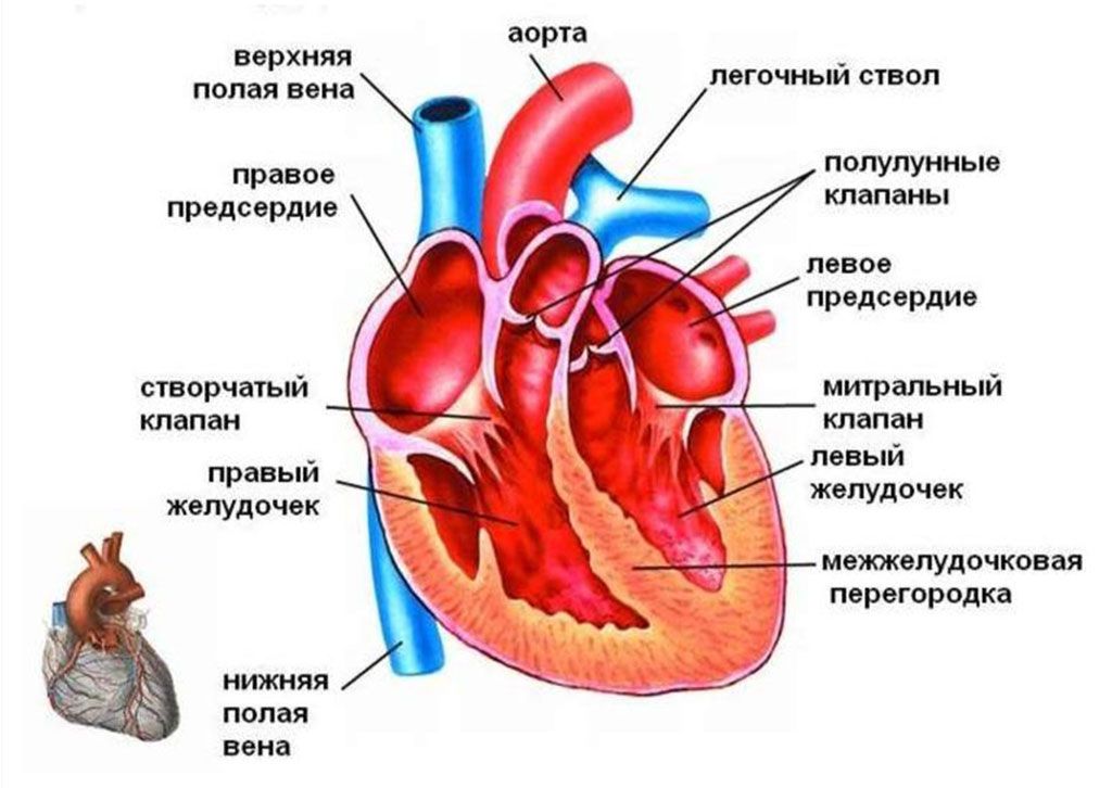 Сколько вен впадает в левое предсердие. Строение сердца человека желудочки и предсердия. Сердце анатомия желудочки и предсердия. Внутреннее строение сердца камеры сердца. Сердце желудочки и предсердия клапаны.