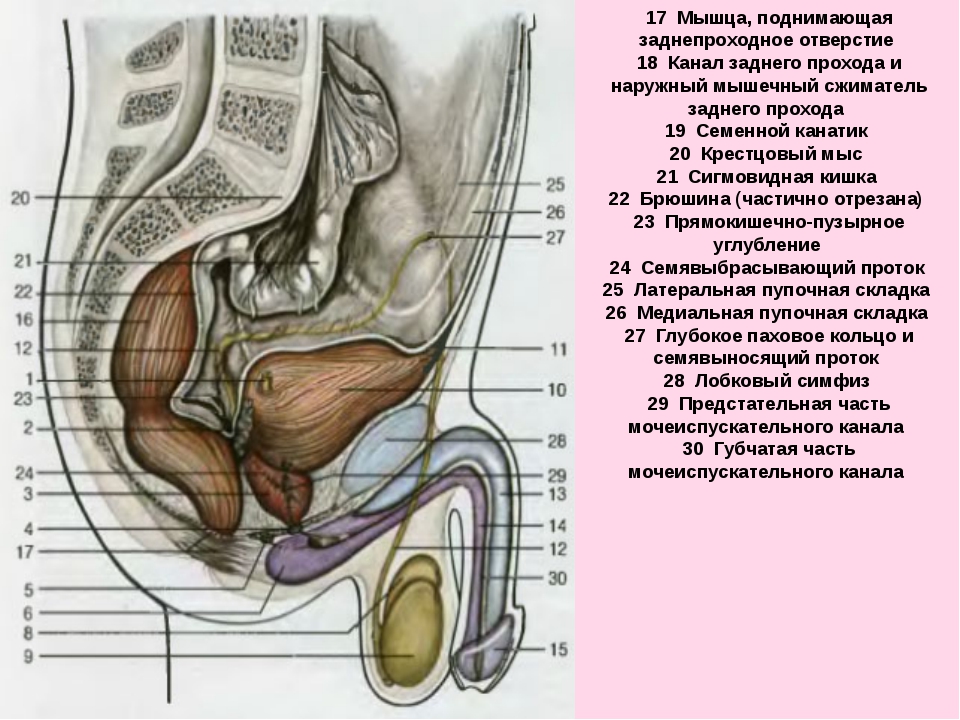 Схема разреза полового члена