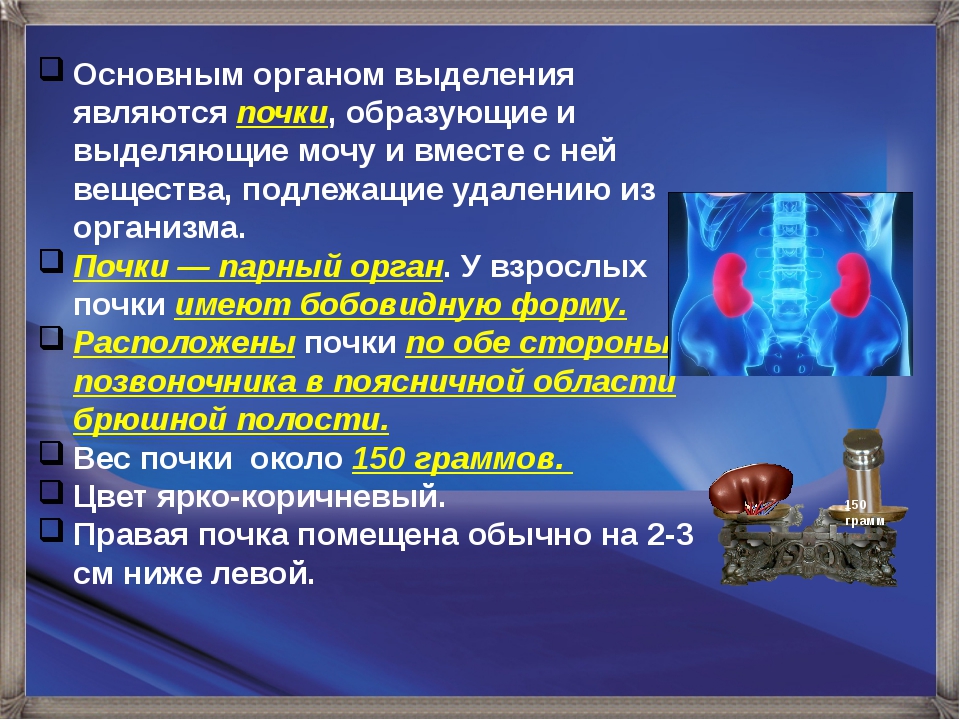 Орган участвующий в процессе. Основным органом выведения является. Основным органом выделения является. Органы выделения и выделяемые вещества. Почки являются основным органом.