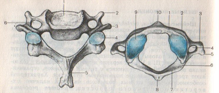 Рисунок 1 позвонка. Первый шейный позвонок Атлант. Первый шейный позвонок Атлант вид сверху. Шейный позвонок Атлант рисунок. Анатомия с1 позвонка.