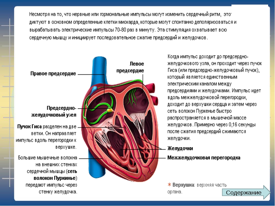 Сколько весит искусственный левый желудочек. Стенки правого желудочка. Стенки желудочков сердца. Стенки левого желудочка сердца. Стенки левого и правого желудочка.