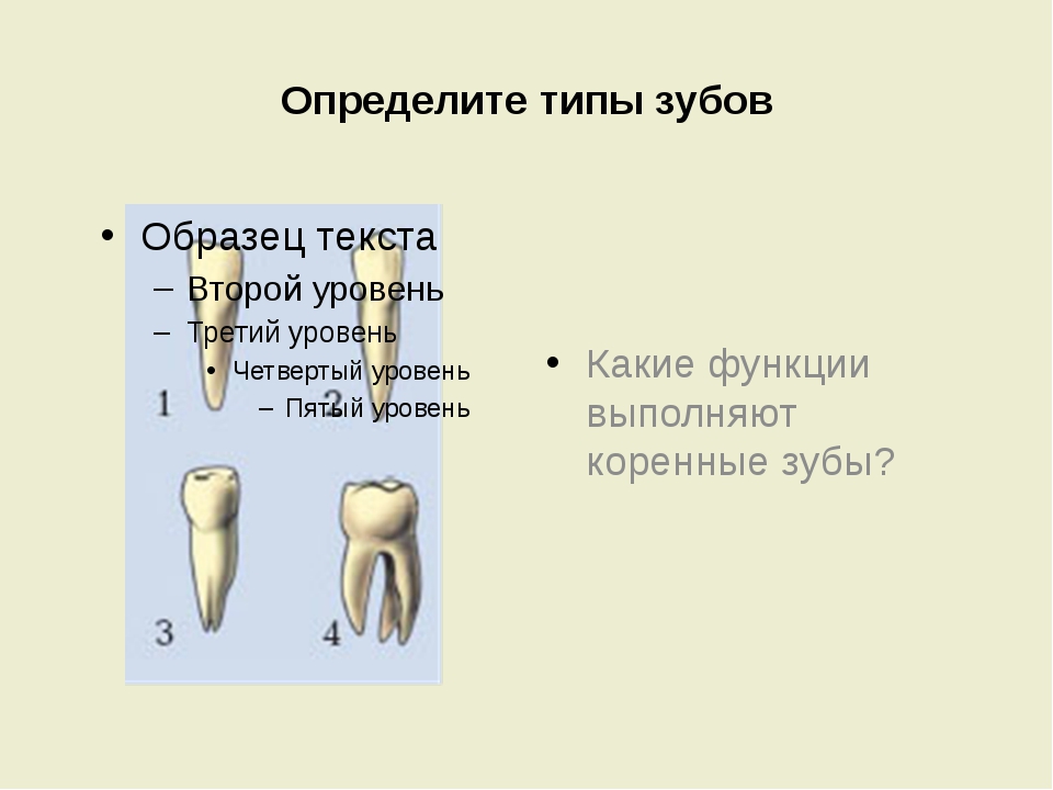 Шатается передний коренной зуб что делать. Типы зубов. Виды зубов и их функции. Функции коренных зубов. Какие функции выполняют коренные зубы.