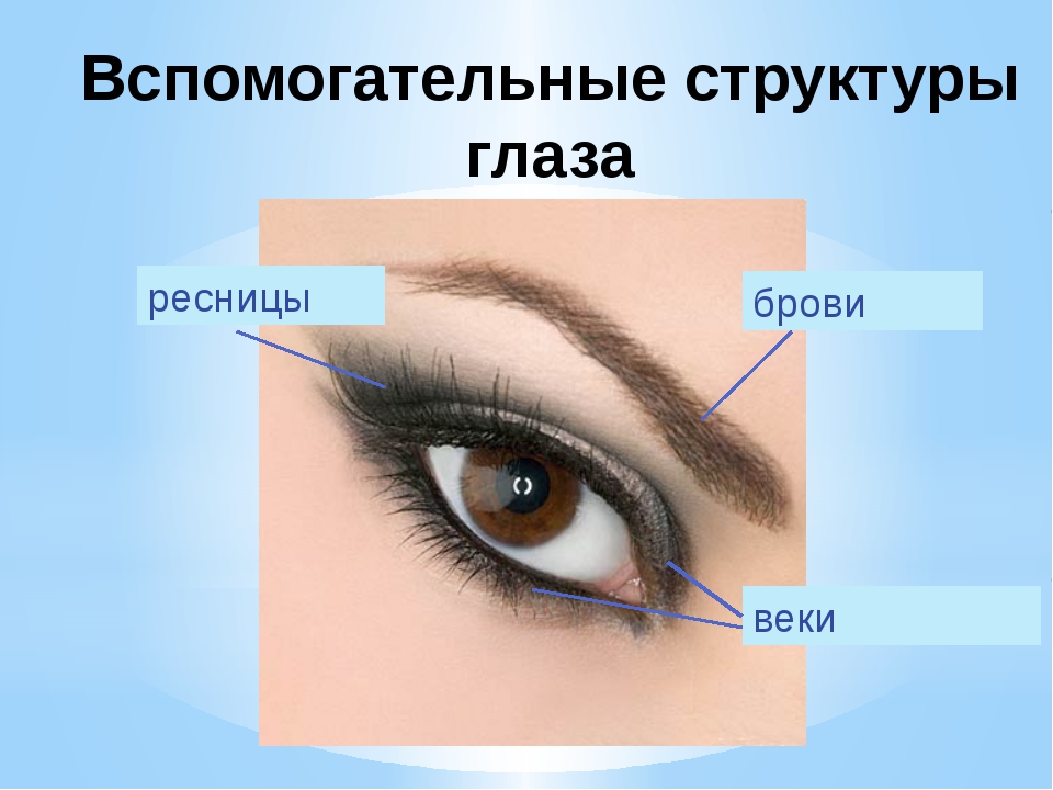 Функции век и ресниц. Строение глаза брови ресницы. Защитный аппарат глаза. Строение век и ресниц. Строение глаза с ресницами.