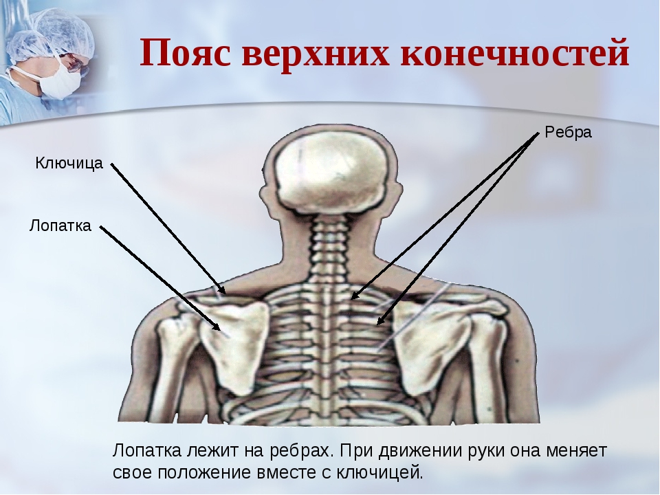 Ключица это где у человека фото