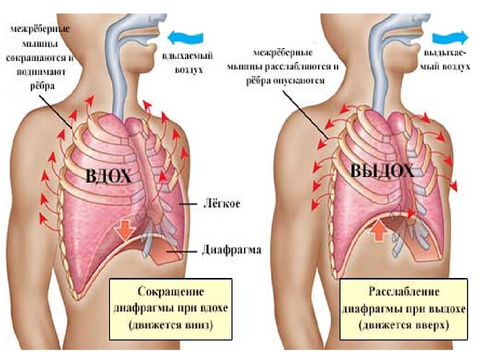 Боль при вдохе. Дыхательная система диафрагма. Диафрагма при дыхании. При вдохе диафрагма. Лёгкие и диафрагма.