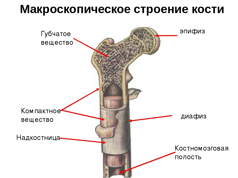 Костяной как пишется. Строение трубчатой кости биология 8 класс. Строение компактного и губчатого вещества кости. Компактное и губчатое вещество трубчатой кости. Макроскопическое строение трубчатой кости.