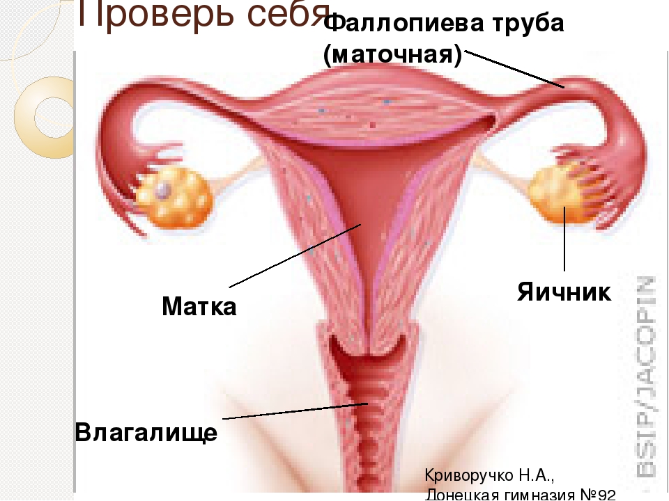 Матка и яичники. Яичники фаллопиева труба анатомия. Строение яичников и маточных труб. Строение матки и маточных труб.