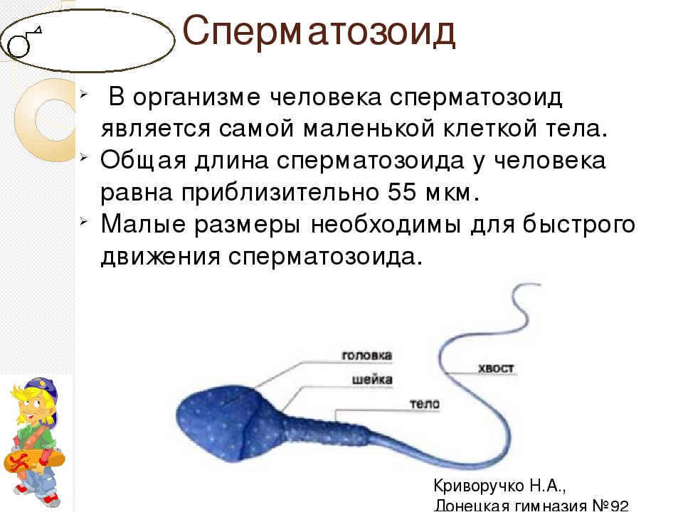 Польза спермы. Строение жгутика сперматозоида. Размер сперматозоида человека. Сколько живут сперматозоиды. Из чего состоит сперматозоид.