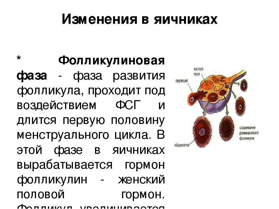 Фолликулиновая фаза это