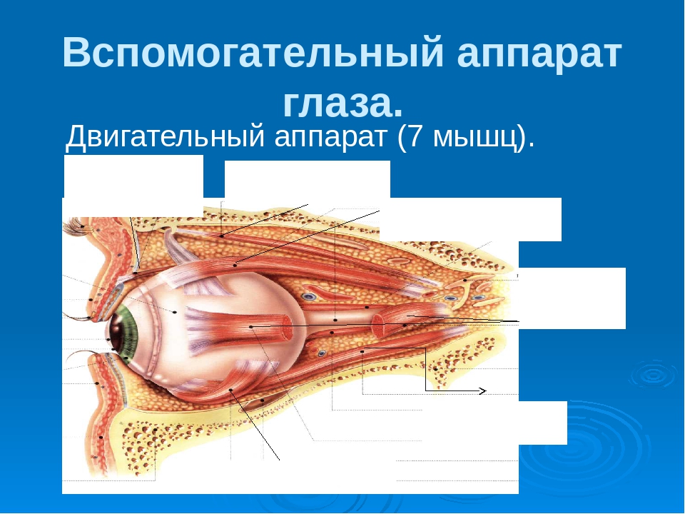 Брови аппарат глаза. Вспомогательный аппарат глазного яблока. Строение глаза и вспомогательного аппарата глаза. Двигательный аппарат глаза функции. Вспомогательный аппарат глаза анатомия.