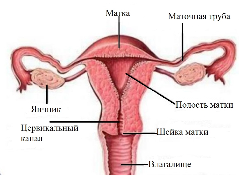 Фото строения матки и яичников