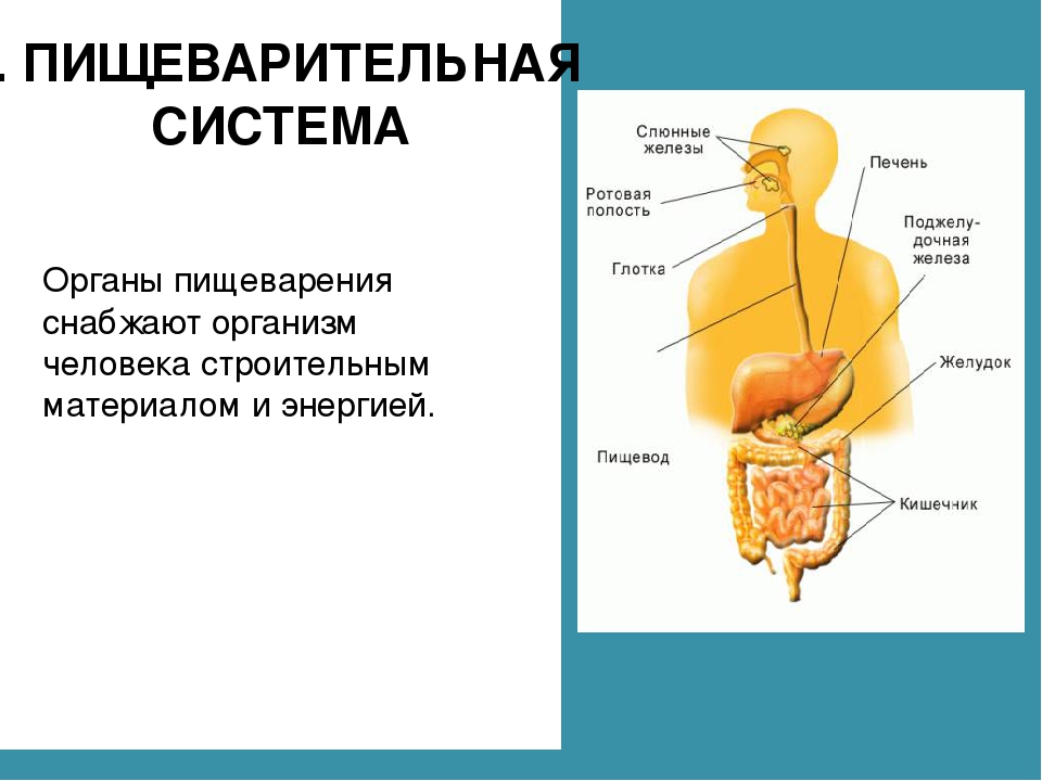 Органы пищеварения человека 3 класс. Системы органов человека 4 класс окружающий мир. Пищеварительная система человека 4 класс окружающий мир. Пищеварительная система человека схема 3 класс окружающий мир. Органы пищеварительной системы 3 класс окружающий мир.