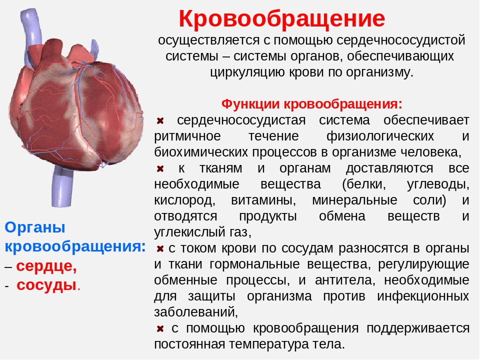 Строение и функции системы кровообращения человека. Какова роль сердца в процессе кровообращения?. Строение и функции системы кров.