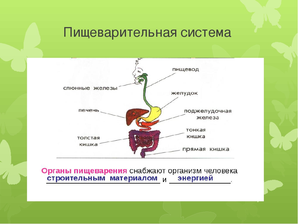 Пищеварительная система состоит из органов. Пищеварительная система человека схема для детей. Схема пищеварительной системы человека 8 класс. Пищеварительная и выделительная система человека. Пищеварительная система человека 6 класс биология.