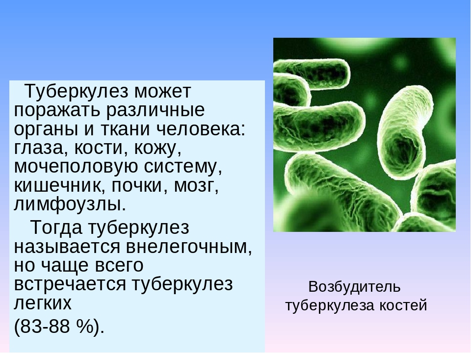 Бактериальное заболевание 5 класс. Заболевание туберкулёз у человека вызывают бактерии-. Туберкулез бактериальное заболевание. Микроорганизмы вызывающие туберкулез. Туберкулез вызывается бактериями или вирусами.