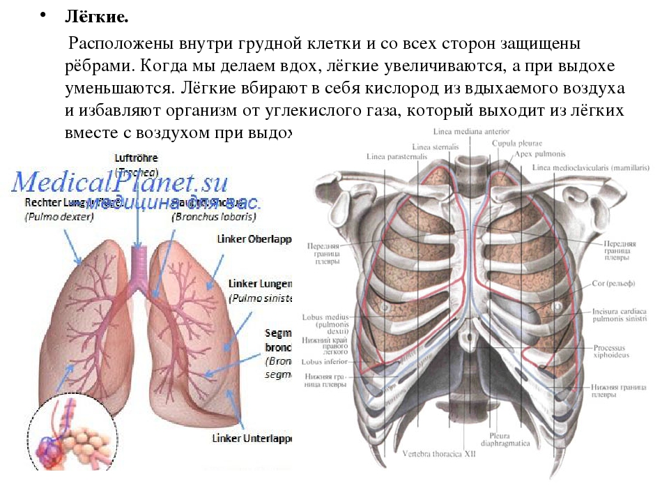 Местоположение легких. Расположение лёгких у человека со спины и спереди. Как расположены легкие у человека спереди. Расположение лёгких у человека спереди.