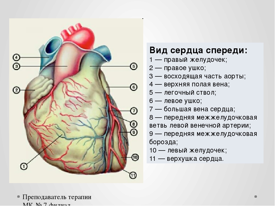 Скопление воздуха в перикарде латынь. Грудино реберная поверхность сердца анатомия. Внешнее строение сердца борозды. Строение сердца человека вид спереди. Строение сердца поверхности.