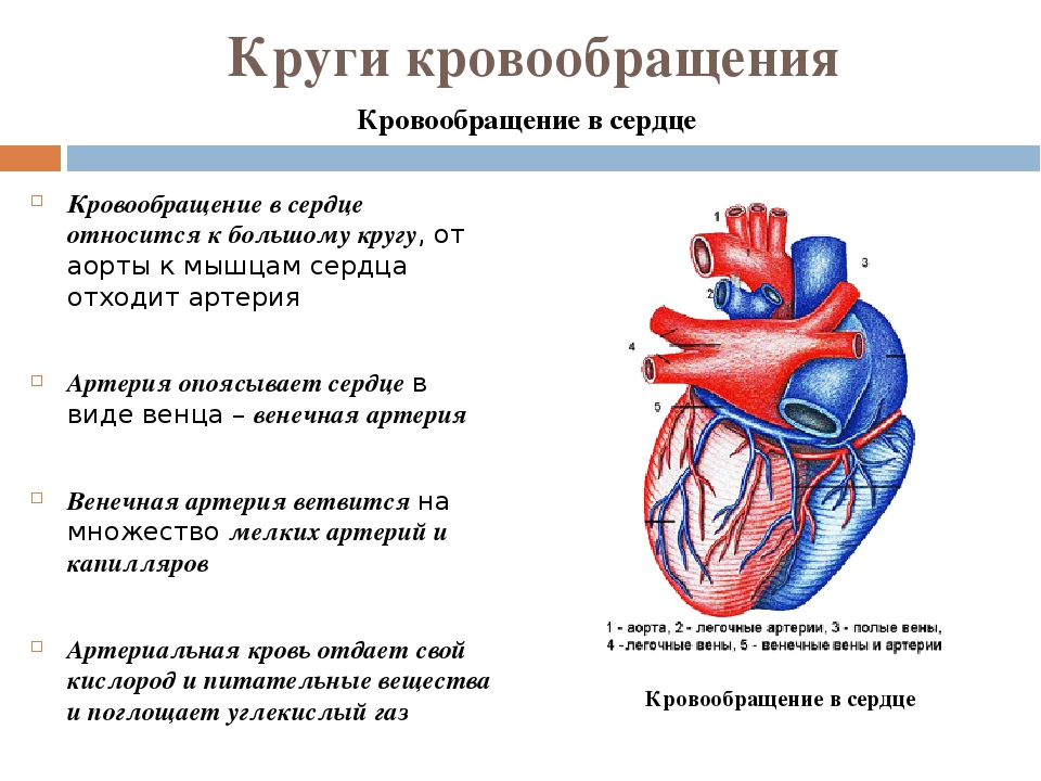 Сердце и сосуды связанные с сердцем рисунок