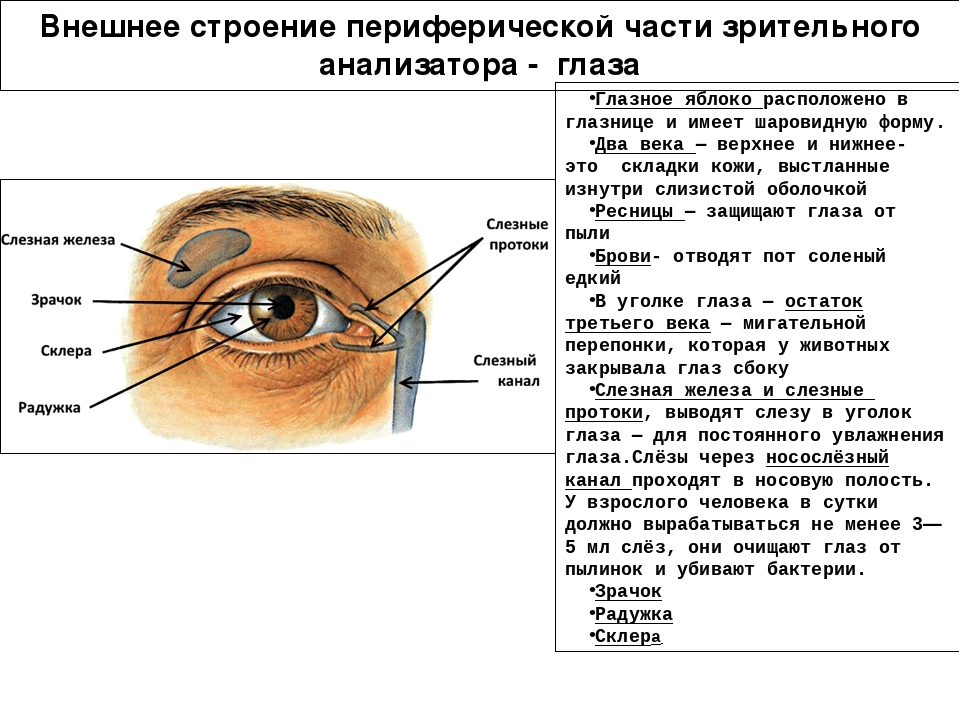 На какой части глаза образуется изображение предмета