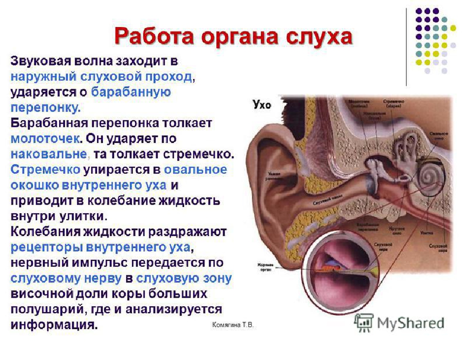 Рецепторный орган слуха. Строение среднего уха слухового анализатора. Строение рецепторов слухового анализатора. Орган слуха слуховой анализатор 8 класс. Слуховой анализатор человека воспринимает акустические колебания.