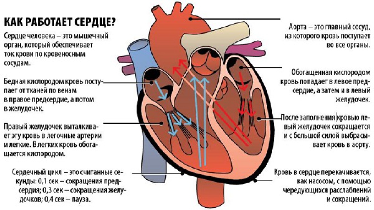 Появление сердца. Принцип работы сердца человека. Схема работы сердца. Как работает сердце человека. Схема работы сердца человека.