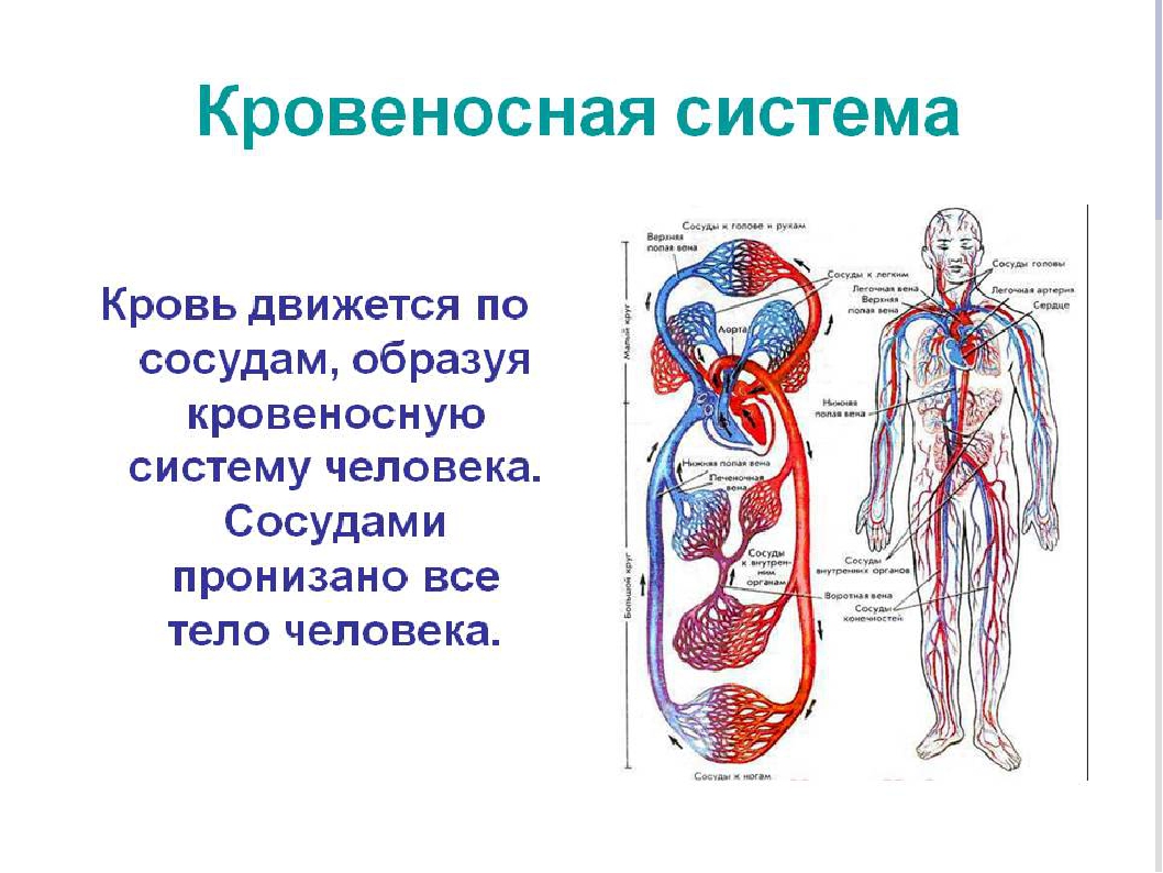 Система кровообращения человека состоит. Строение кровяной системы человека. Система кровообращения человека схема 3 класс. Кровеносная система схема 3 класс. Строение кровеносной системы системы.