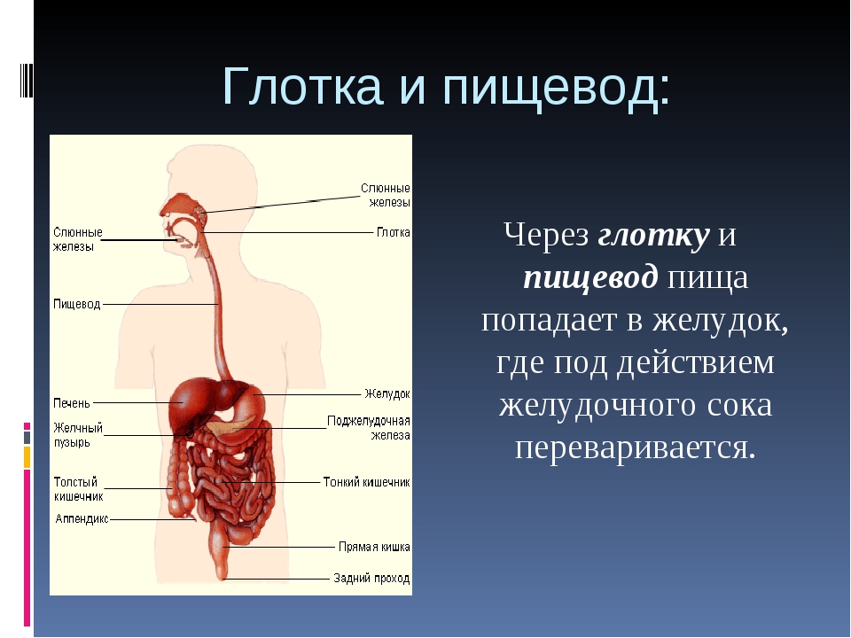 Организм человека реферат. Пищеварение презентация. Презентация на тему пищеварительная система. Пищеварение человека презентация.