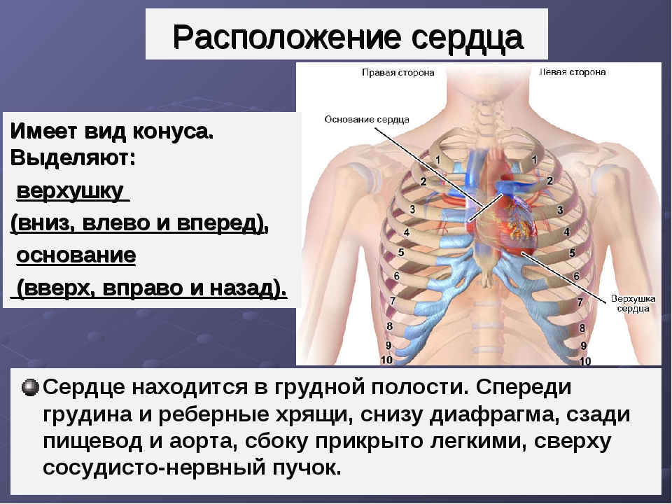 Боль под правой грудью под ребрами. Расположение сердца в грудной клетке. Расположенте серйа у человекк. Расположение сердца в грудной клетке у человека.
