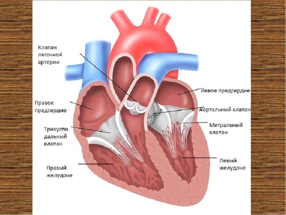 Отверстия в предсердиях. Сердце хорды митрального клапана. Добавочная хорда митрального клапана. Строение митрального клапана сердца анатомия. Хорды клапанов сердца анатомия.