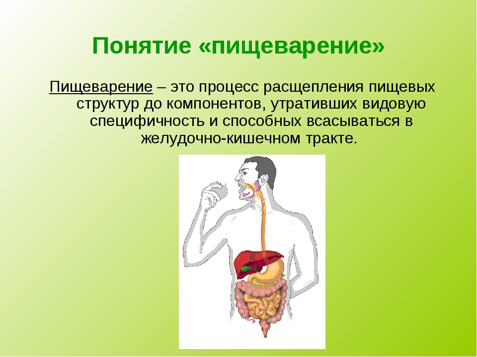 Пищеварительная система термины. Пищеварение понятие. Понятие о процессе пищеварения. Пищеварение термины. Интересные факты о пищеварительной системе.