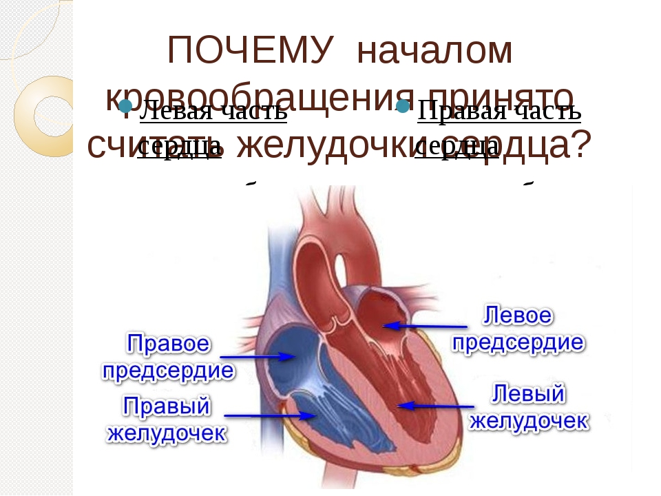 Две камеры сердца. Строение камер сердца. Количество камер в сердце. 2 Камеры сердца. Сколько камер в сердце человека.