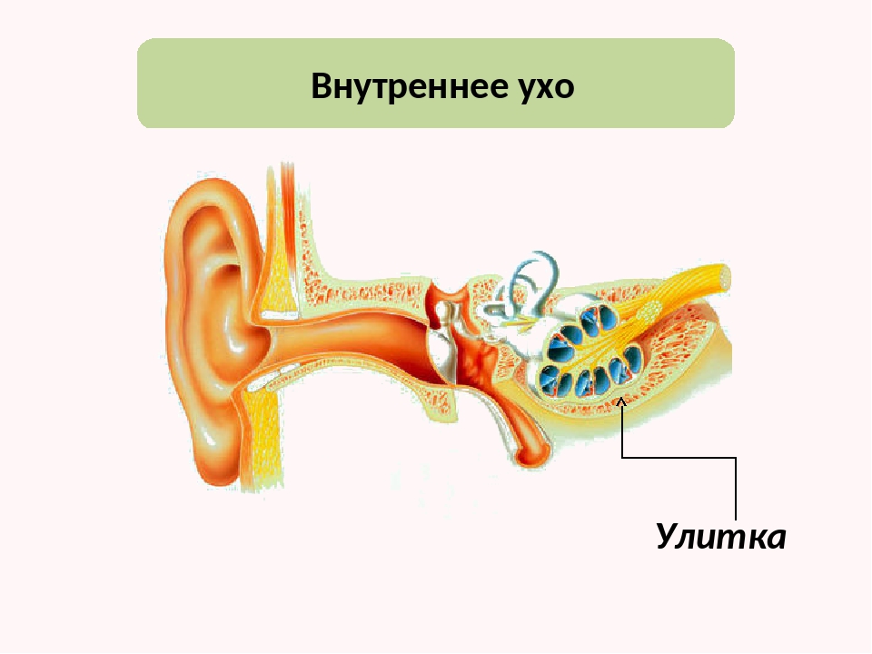 Болезнь внутреннего уха. Воспаление внутреннего уха. Воспаление внутреннего уэа. Что такое лабиринтит внутреннего уха.