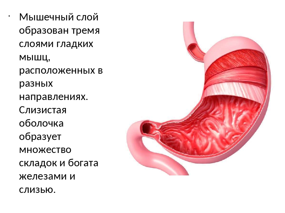 3 желудок. Мышечный слой стенки желудка. Гладкая мускулатура стенки желудка. Слои мышц стенки желудка. Слои гладких мышц желудка.