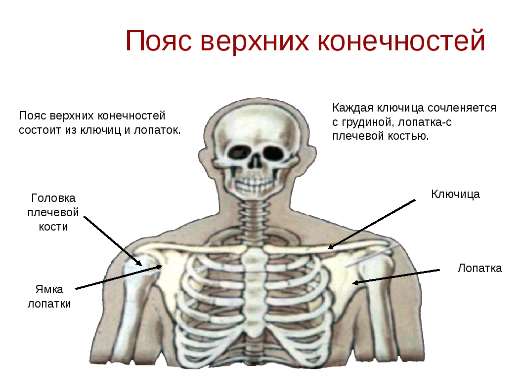 Где вообще находитесь. Ключица у человека строение анатомия человека. Ключица скелет. Скелет человека ключица. Строение ключицы.