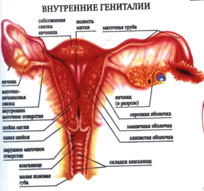 Женские половые органы в картинках