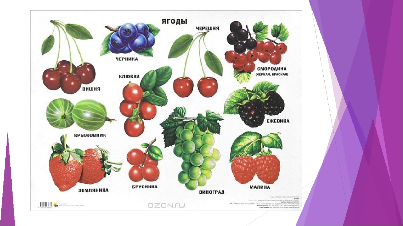 Презентация для дошкольников лесные и садовые ягоды