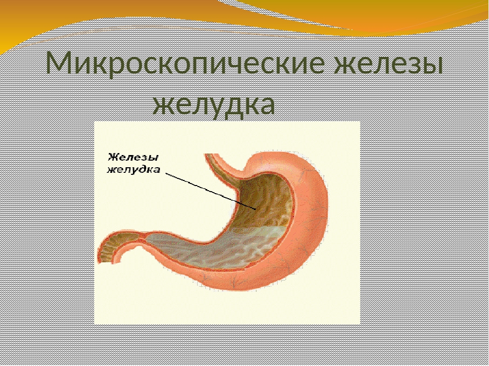 Железа желудка. Пищеварительные железы желудка. Микроскопические железы желудка. Железы желудка анатомия. Строение желудочных желез.