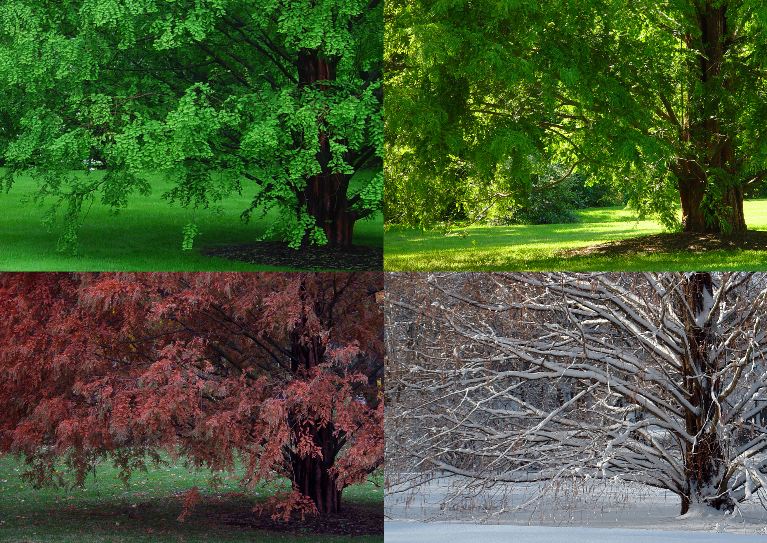 Изм лес. Дерево в разные времена года. Пейзаж в Разное время года. Пейзаж по временам года.