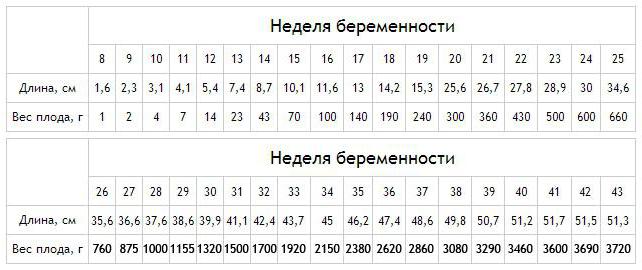 30 31 неделя беременности вес плода 