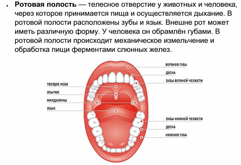 Схема рта человека