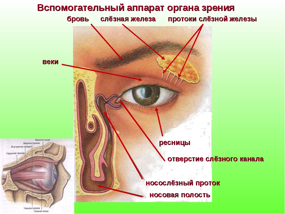 Носослезный канал открывается. Слезный канал вспомогательный аппарат. Строение слезной железы глаза человека. Строение защитного аппарата глаза. Слёзная железа анатомия.