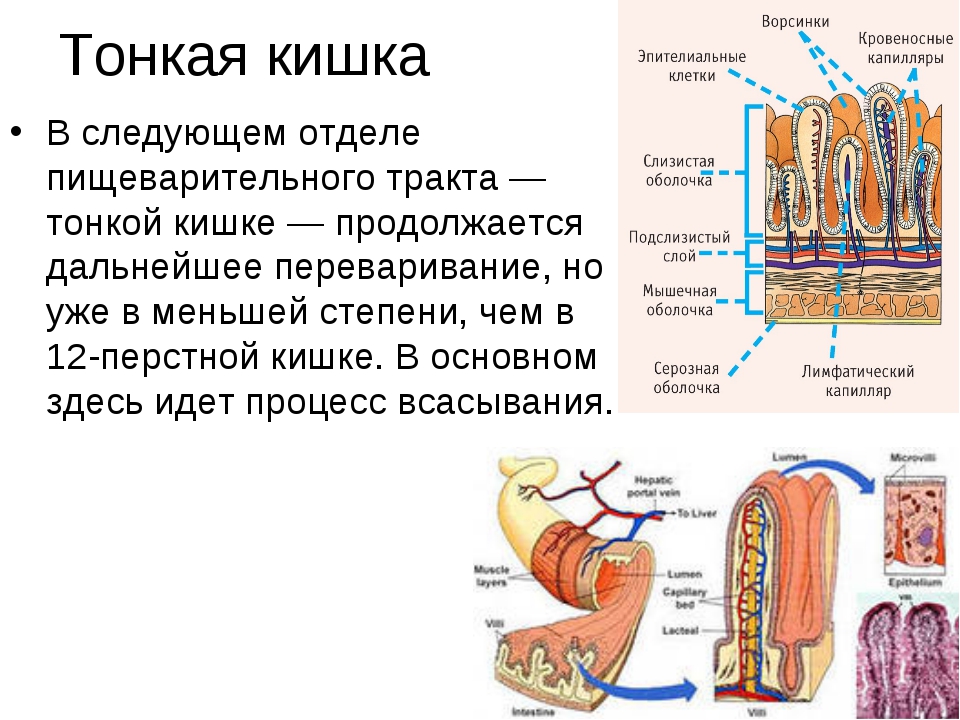 Функция ворсинок тонкого кишечника. Тонкий кишечник строение и функции анатомия. Пищеварение в тонкой кишке схема. Пищеварение в тонком кишечнике строение. Пищеварительная система человека кишечная Ворсинка.