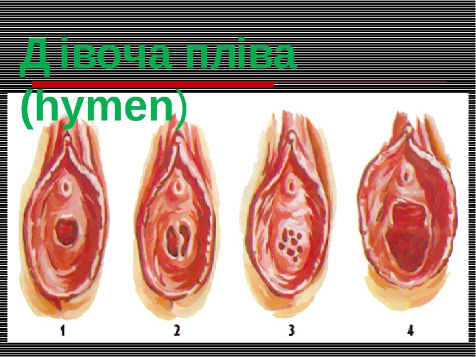 Половые Губы Фото Отзывы