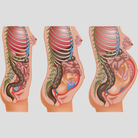 Внутренние органы во время беременности фото