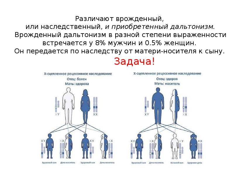 Как передаются волосы от матери или от отца