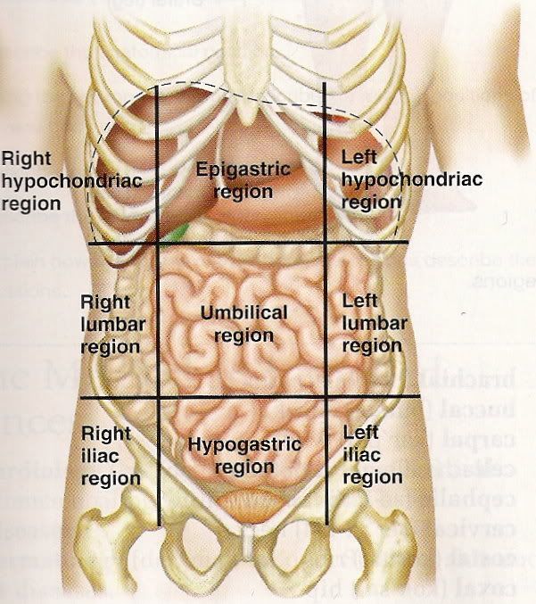 Боль в левой подвздошной области живота. Области животы и органы расположенные. Левой части подреберья органы. Боль в эпигастральной области.